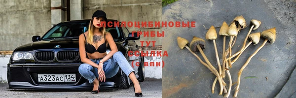 индика Горно-Алтайск